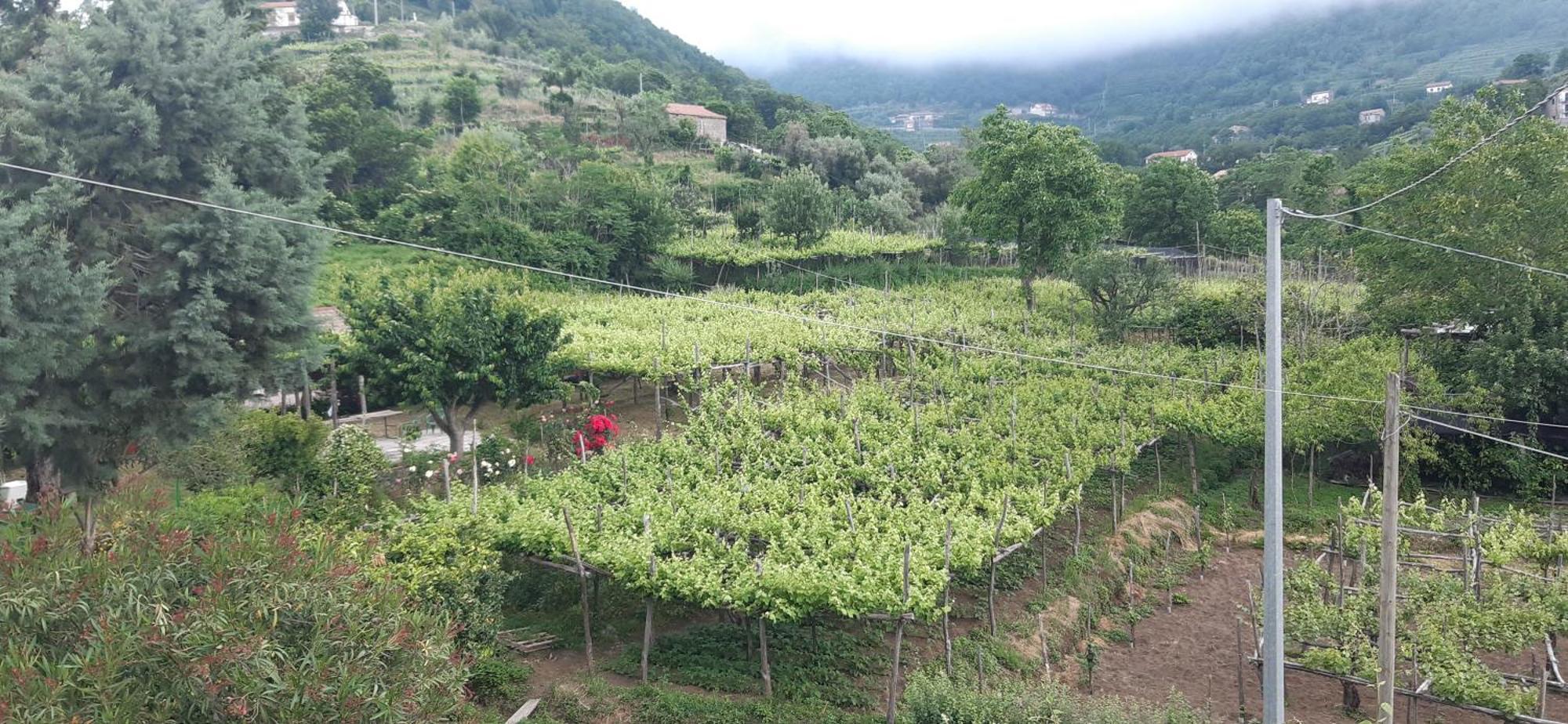 Agriturismo Mare E Monti Tramonti Exterior photo